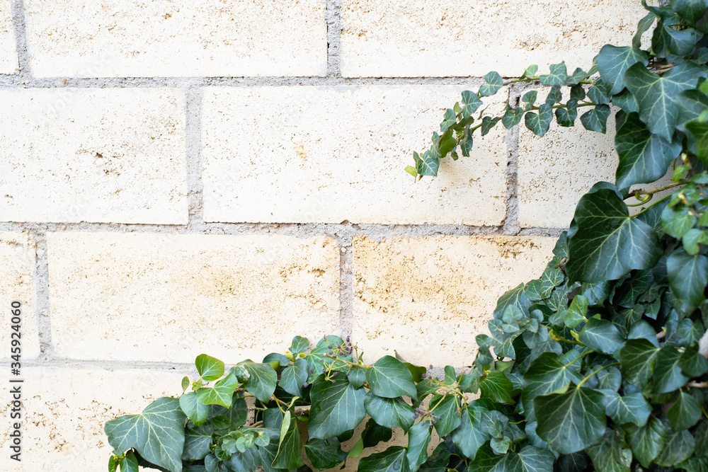 Obraz premium green ivy grows on a brick wall.Decoration for the garden, hedge
