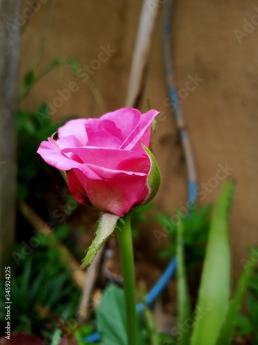 pink rose in the garden