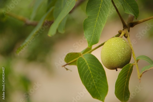 Fruits of a walnut on a branch of a tree. Walnut Tree Grow waiting to be harvested. Walnuts. 