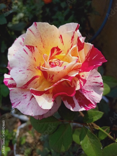 pink rose flower