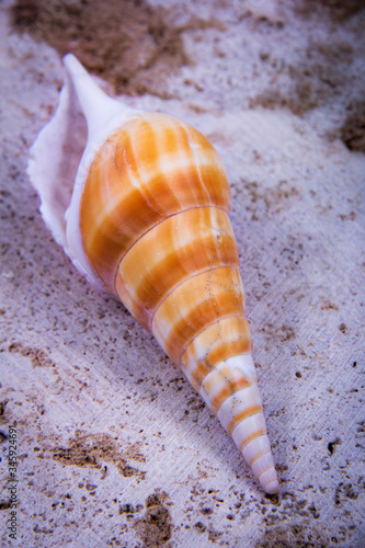 A orange horse conch seashells.
