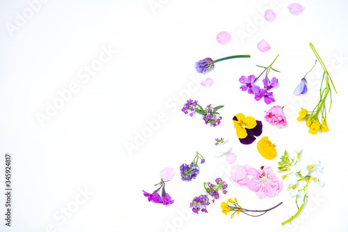 Valokuva Edible flowers on the white background