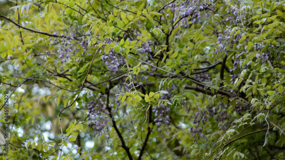 Obraz premium green leaves background