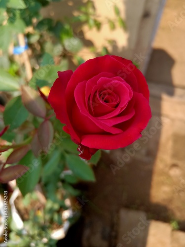 red roses in garden