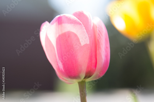 Fototapeta Naklejka Na Ścianę i Meble -  pink tulip closeup