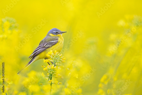 An adult yellow wagtail perched and singing on the blossom of a rapeseed field.