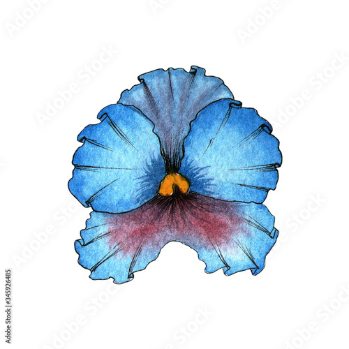 Watercolor painting of blue pansy on white background. Illustration for greeting card  printing  wedding invitation  design. Floral design.