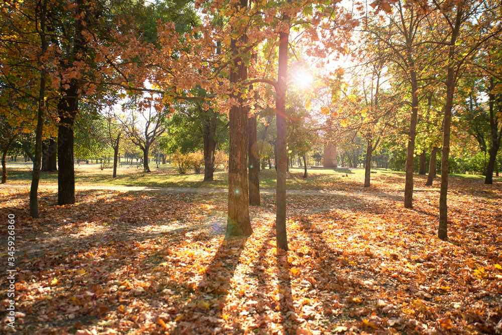 Naklejka premium empty city park without people on an autumn day