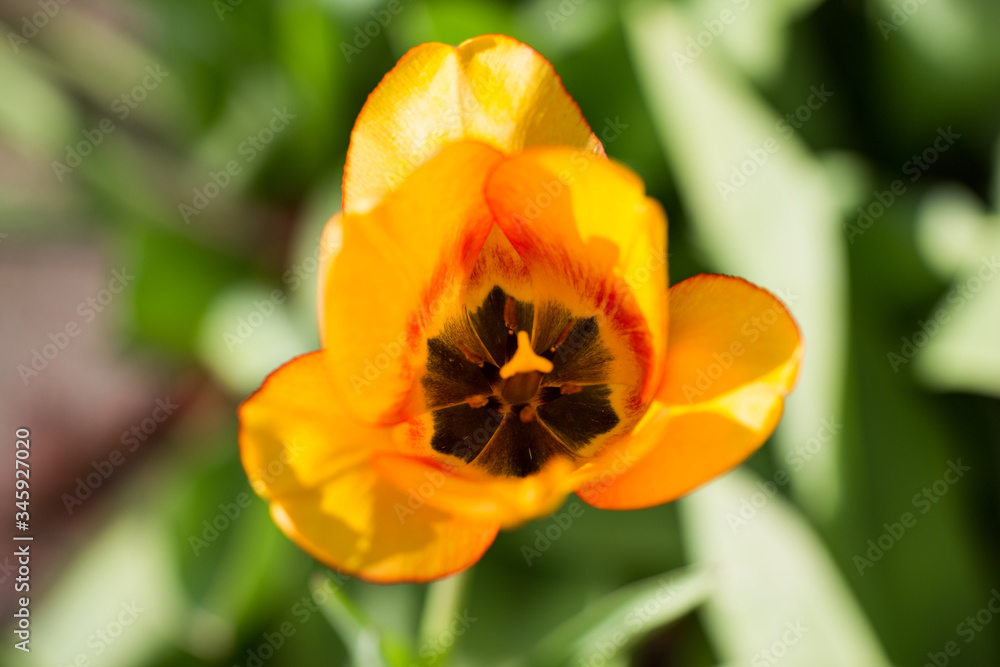 red yellow tulip red yellow tulip