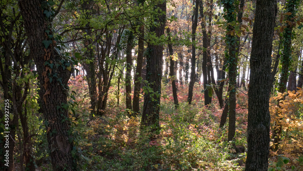 Fototapeta premium Sea coast with forest and mountains in sunny spring day