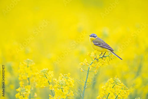 An adult yellow wagtail perched and singing on the blossom of a rapeseed field.