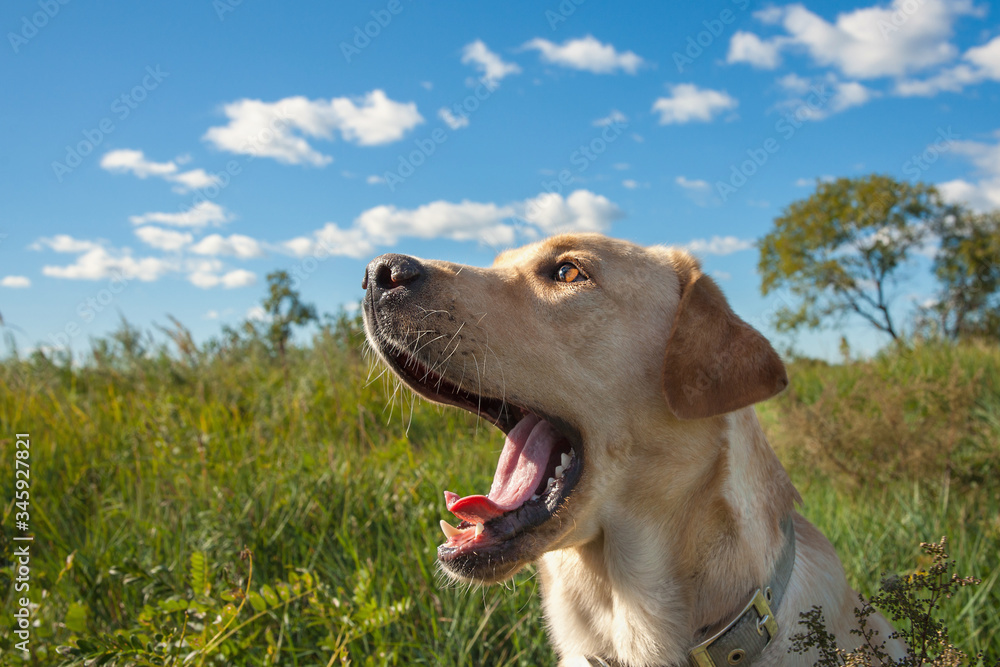 A beautiful labrador yawns with his mouth wide open on a green lawn against a blue sky with clouds