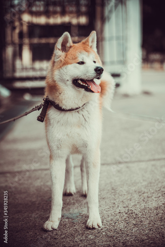 Akita dog portrait. Akita Inu