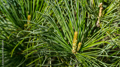 Japanese pine Pinus parviflora Glauca with young long shoots. Close-up of original two-tone green and silvery pine needles. Nature concept for spring design