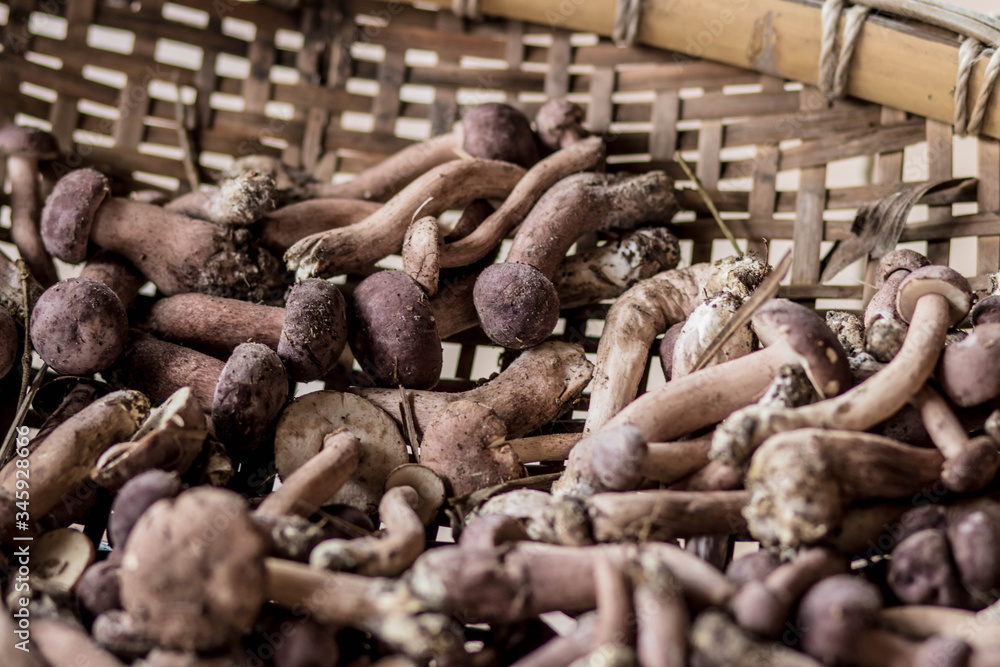 In the summer in the forest there a full baskets with edible mushrooms: boletus, chanterelle.