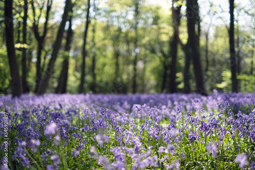 Beatiful medow during bluebells seson in the UK