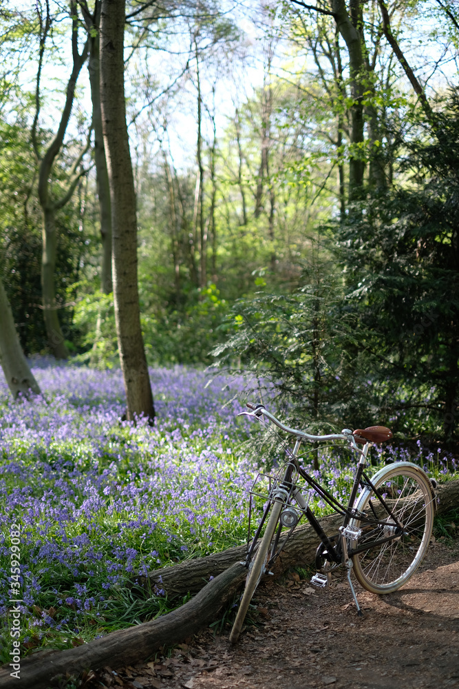 Cycling a beautiful bicycle in the woods during English bluebell blossom season Cycling a beautiful bicycle in the woods during English bluebell blossom season