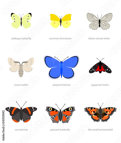 Butterflies types
