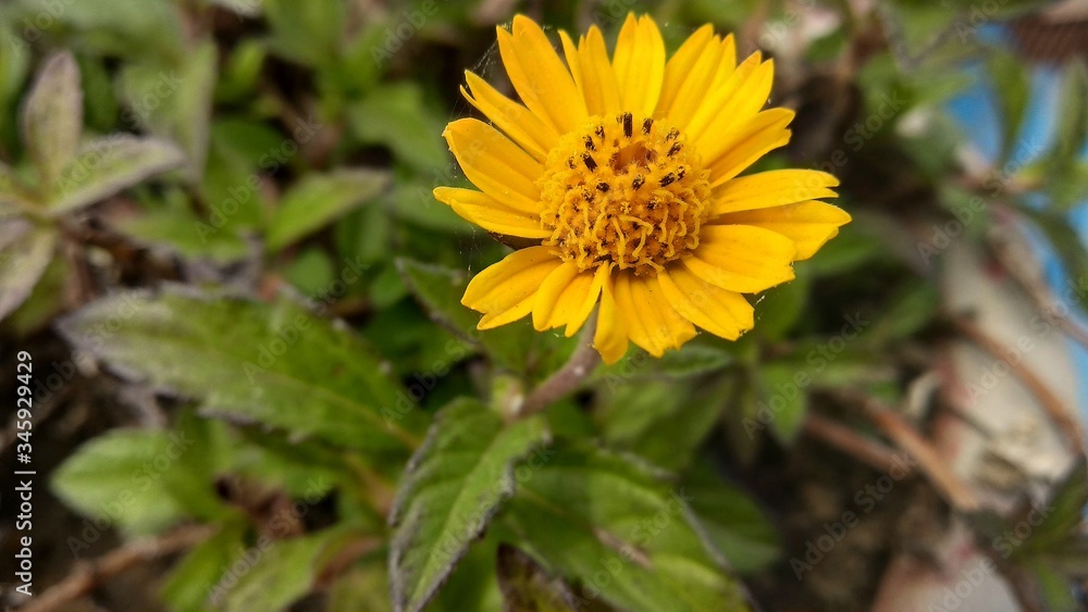 yellow flower in the garden