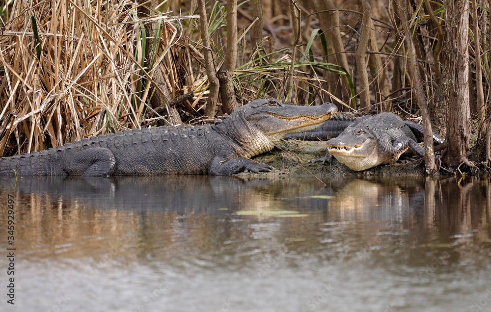 A pair of American Alligators resting on the bank of a Texas swamp. A pair of American Alligators resting on the bank of a Texas swamp.