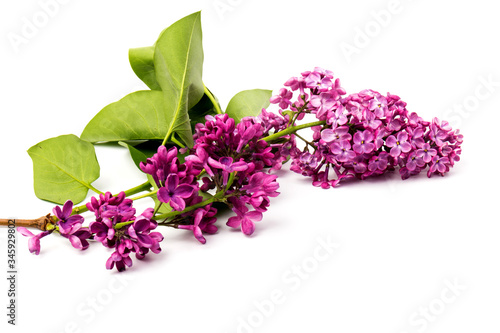 Beautiful blossoming lilac on white background. Space for text