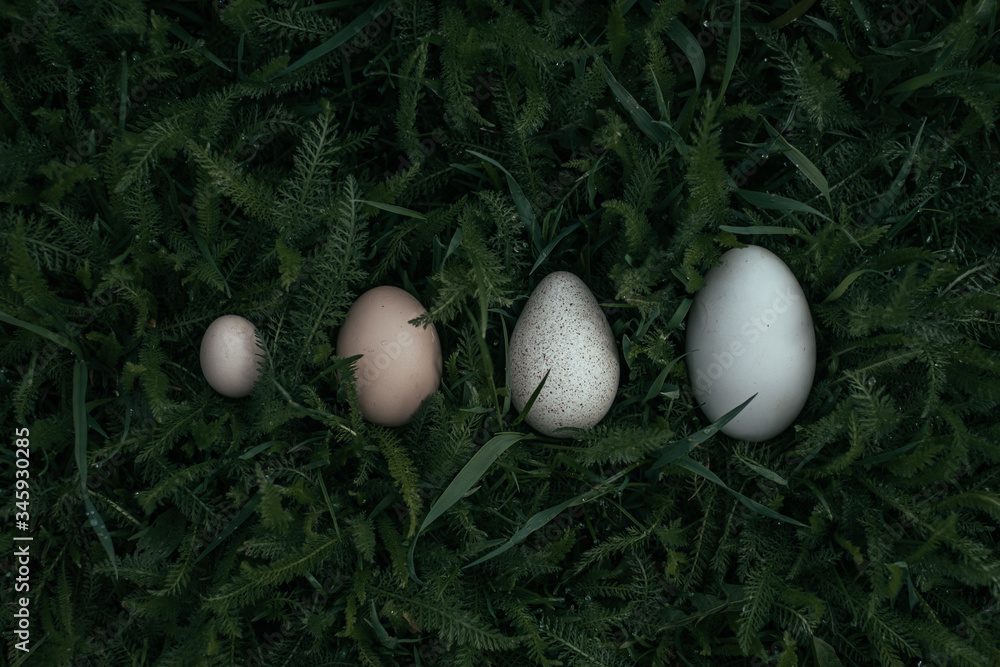 eggs in the grass. a goose egg, turkey egg, chicken egg. eggs different sizes. eggs of different birds eggs in the grass. a goose egg, turkey egg, chicken egg. eggs different sizes. eggs of different birds