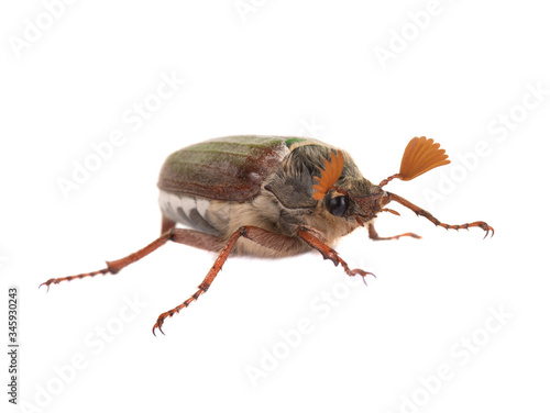 chafer beetle isolated on white background