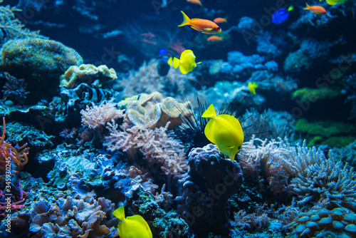 Coral reef and fish underwater photo. Underwater world scene.