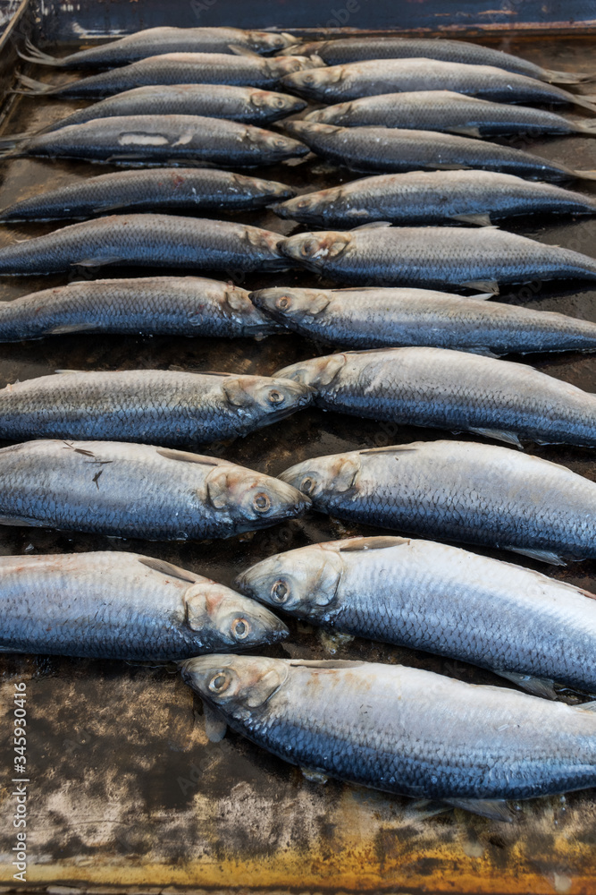 Obraz premium Fresh raw fish on grill slate, during seafood festival, street food market.