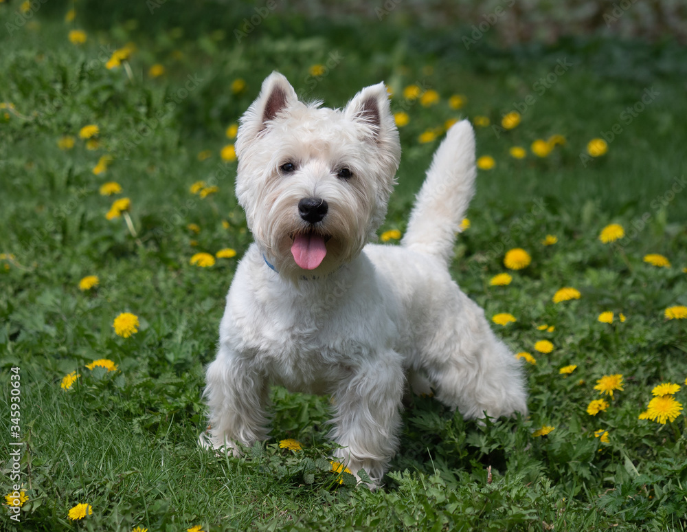 Portrait of a little white dog in spring or summer. Portrait of a little white dog in spring or summer.