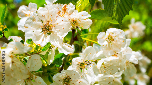 A large amount of white flowers on a background of green leaves