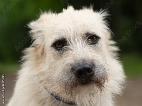 Portrait of a dog with a very sad look.