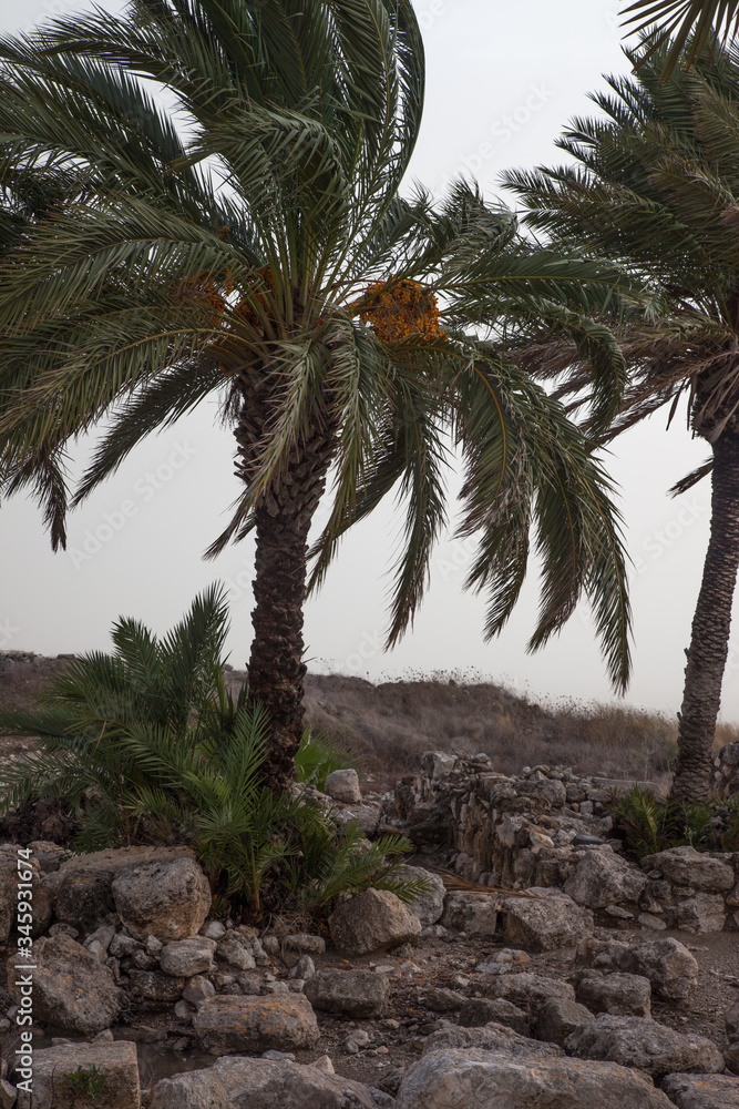 Obraz premium Palm tree in the ruins of Megiddo, Israel