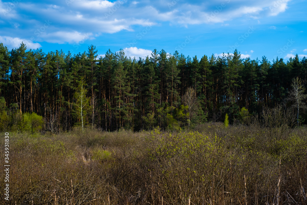Coniferous forest, a beautiful road in the forest. Walking in the fresh air, beautiful nature, clean air. Coniferous forest, a beautiful road in the forest. Walking in the fresh air, beautiful nature, clean air.
