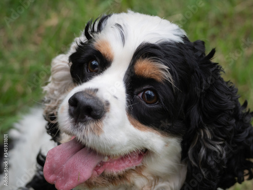 Close-up portrait of a smiling dog.