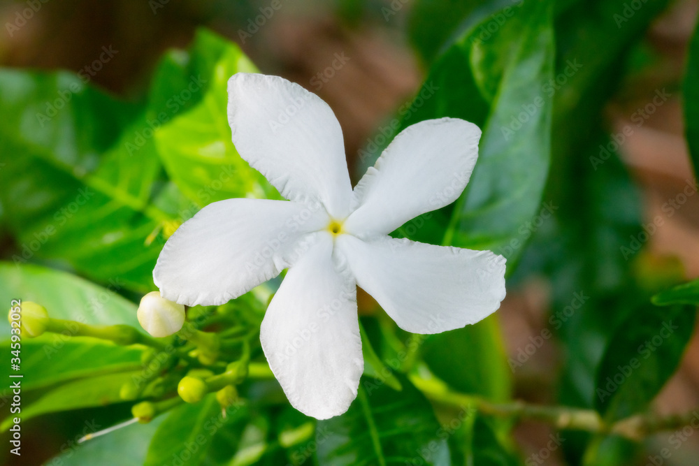 Fototapeta premium Soft focus on green leaves in the background, close up of jasmine flowers