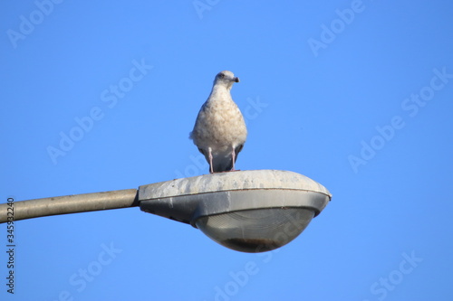 Seagull standing on a light