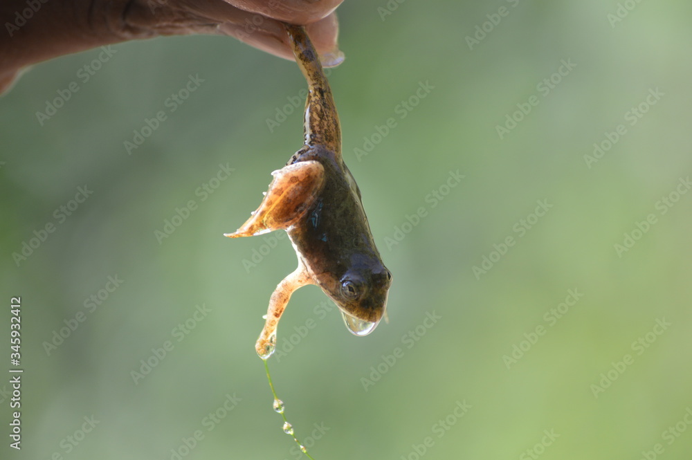 A person holding the leg of a frog