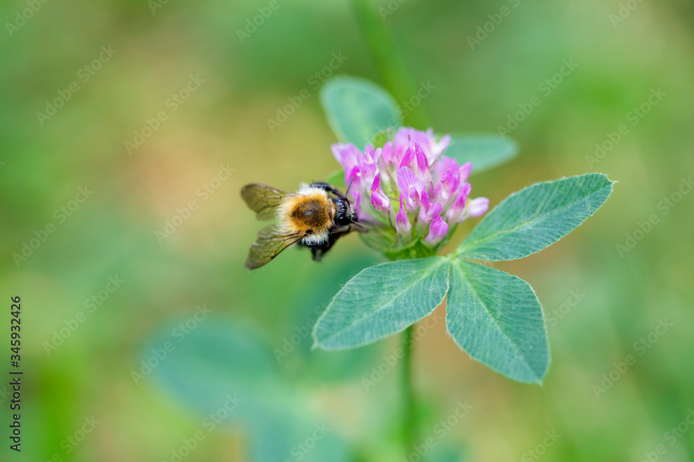 A closeup of a bee on a purple clover flower A closeup of a bee on a purple clover flower
