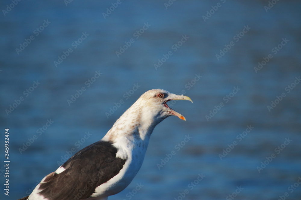 Barking seagull Barking seagull