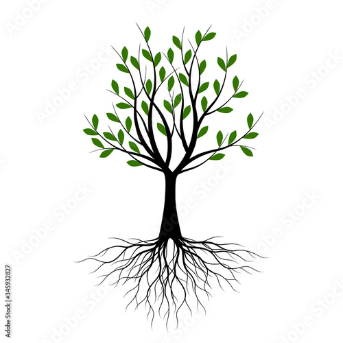Green Spring Tree with Roots. Vector Illustration. Plant in Garden.