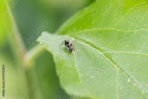 A closeup of an ant walking on a green leaf with blurry background
