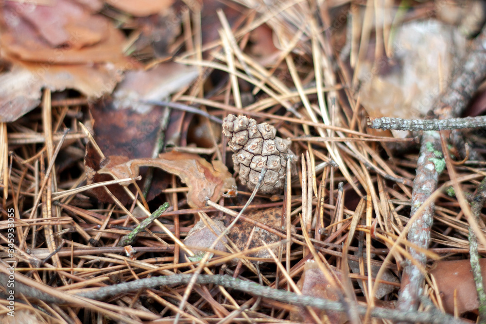 Fallen pine needles lie on the ground. Dry pine needles and cone, top view. In autumn, needles, shikshas and old branches lie in the forest on the ground. Fallen pine needles lie on the ground. Dry pine needles and cone, top view. In autumn, needles, shikshas and old branches lie in the forest on the ground.