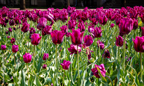 flowerbed of purple tulips in the middle of the city