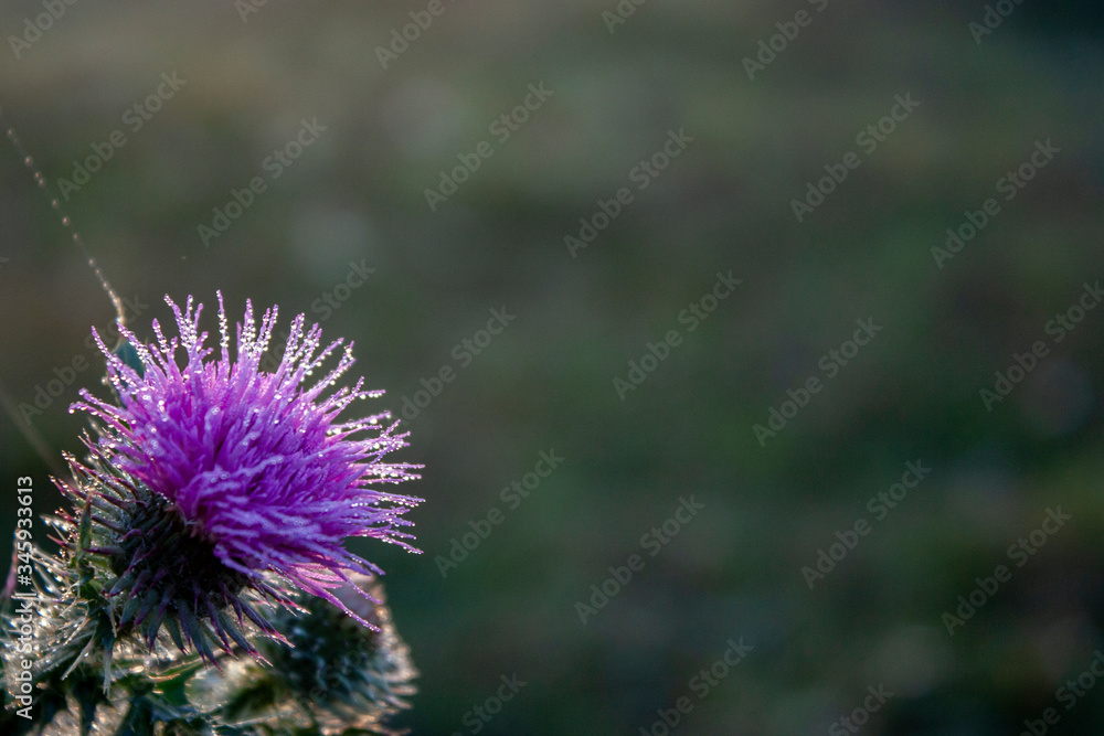 Blooming Cirsium vulgaris. Flower in the field at dawn closeup. On the flowers, dew drops in the morning sun. Blooming Cirsium vulgaris. Flower in the field at dawn closeup. On the flowers, dew drops in the morning sun.