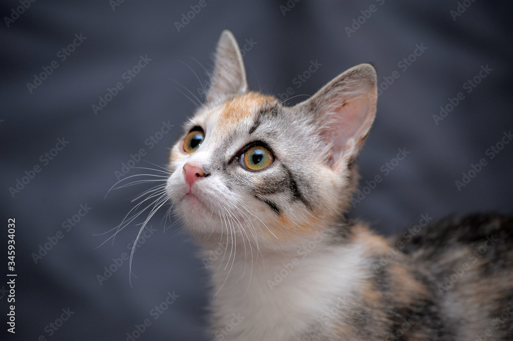 cute tricolor kitten on gray