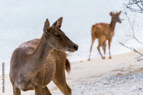 Two deer on the beach