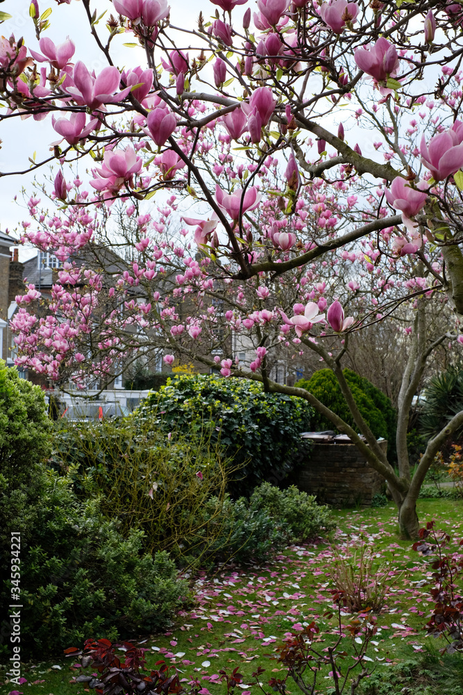 Beautiful blossoming magnolia tree during spring in London Beautiful blossoming magnolia tree during spring in London