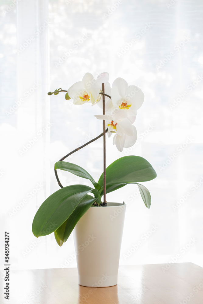 High key photo of a white orchid in a white vase