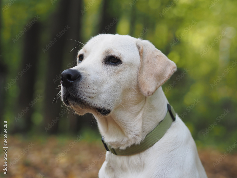 Portrait of a Labrador in the forest.